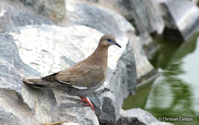 west_peruvian_dove