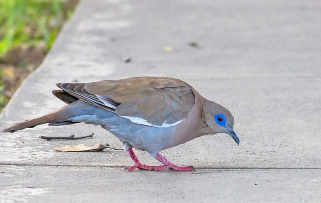 west_peruvian_dove