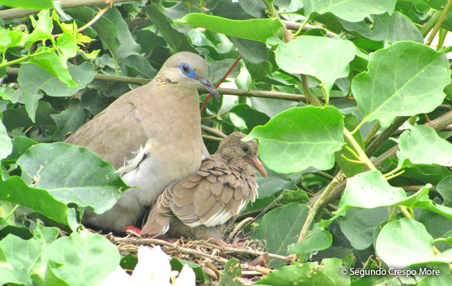 west_peruvian_dove