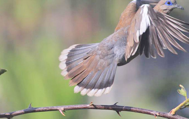 west_peruvian_dove