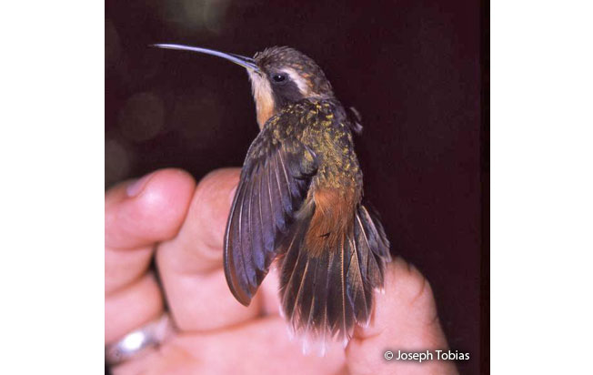white-browed-hermit