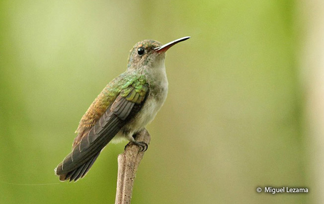 white-chinned_sapphire