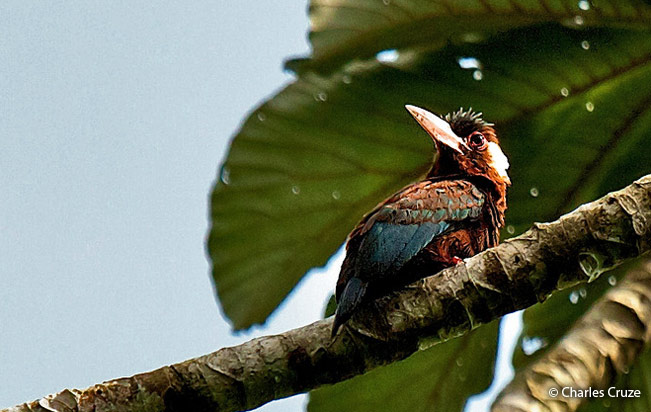 white-eared_jacamar