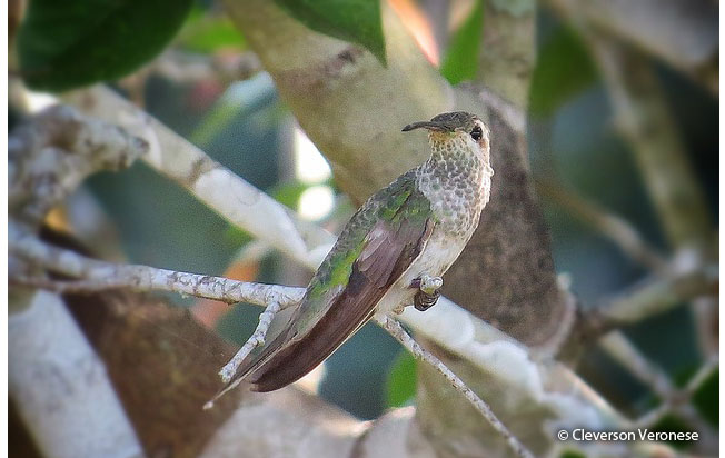 white-tailed_goldenthroat