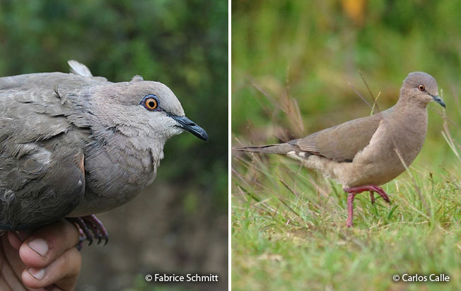 white-tipped_dove
