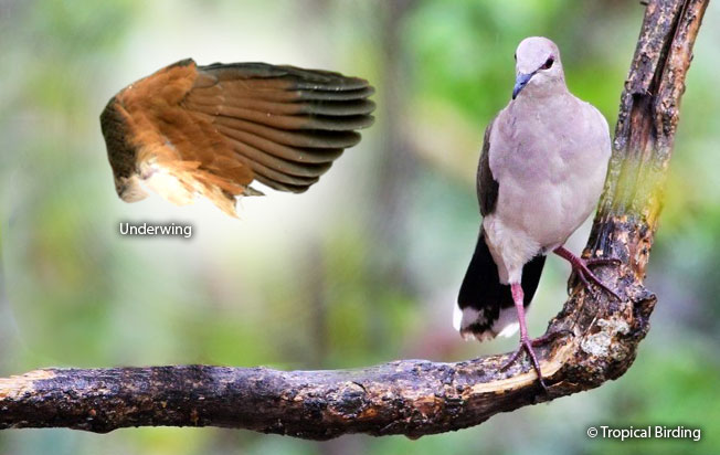 white-tipped_dove