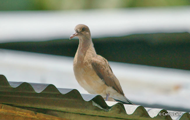 white-tipped_dove