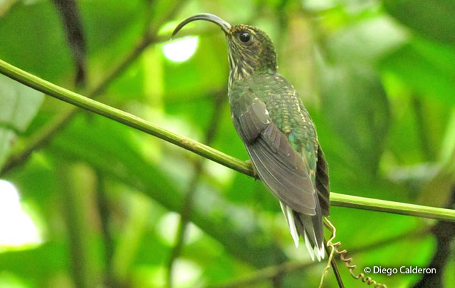 white-tipped_sicklebill