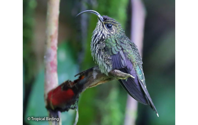 white-tipped_sicklebill