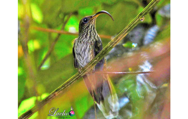 white-tipped_sicklebill