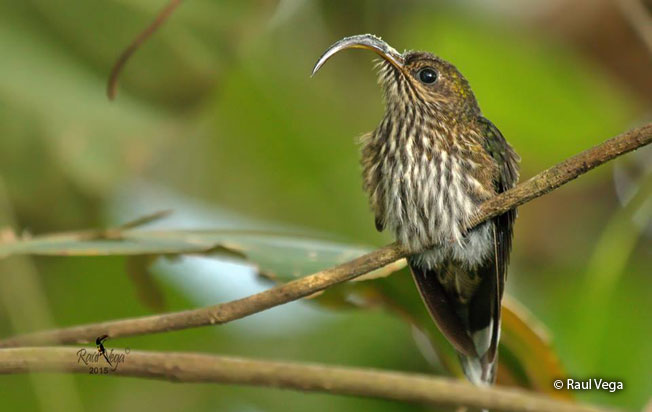 white-tipped_sicklebill