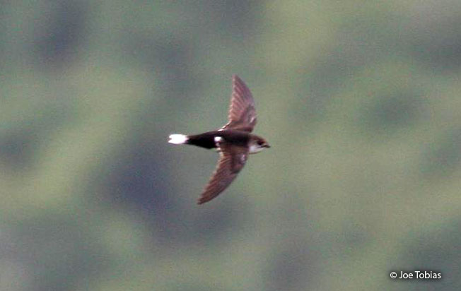 white-tipped_swift
