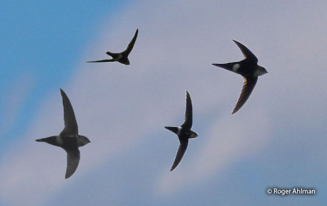 white-tipped_swift