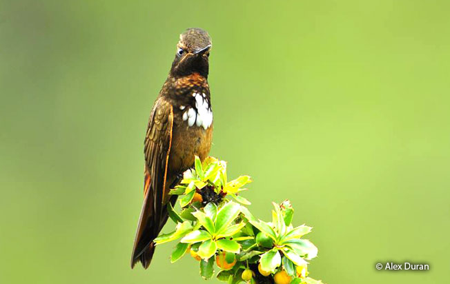 white-tufted_sunbeam