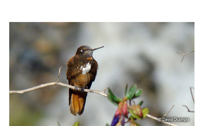 white-tufted_sunbeam