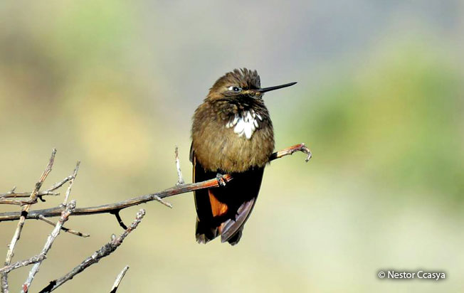white-tufted_sunbeam