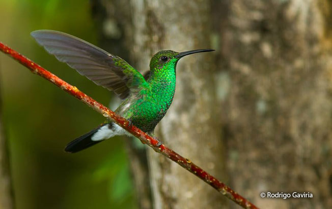 white-vented_plumetee