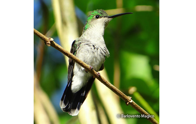 white-vented_plumetee
