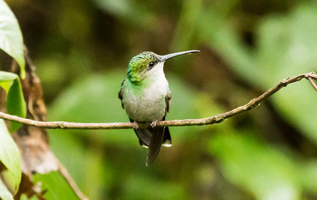 white-vented_plumetee
