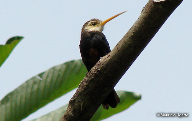white_throated-jacamar