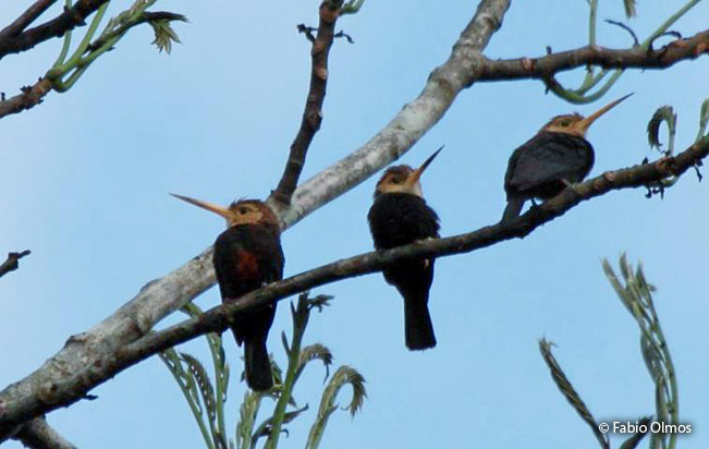 white_throated-jacamar