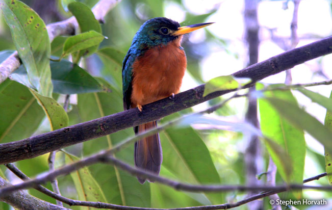 yellow-billed-jacamar