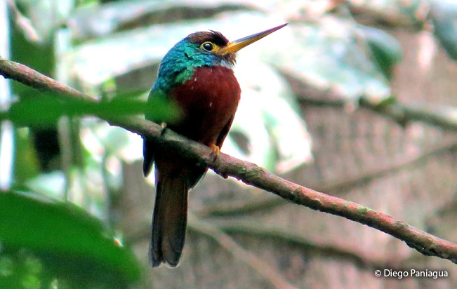 yellow-billed-jacamar
