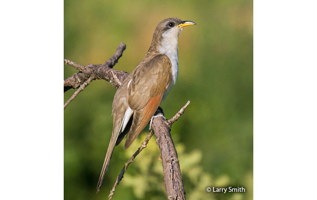 yellow-billed_cuckoo