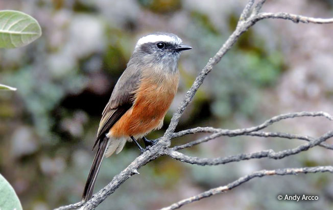 D'orbigny's_Chat-tyrant