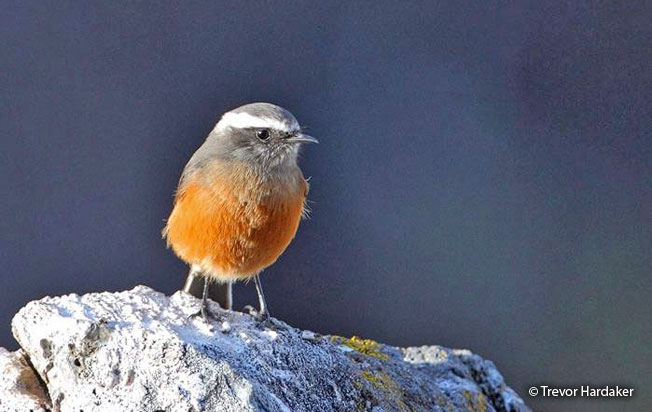 D'orbigny's_Chat-tyrant