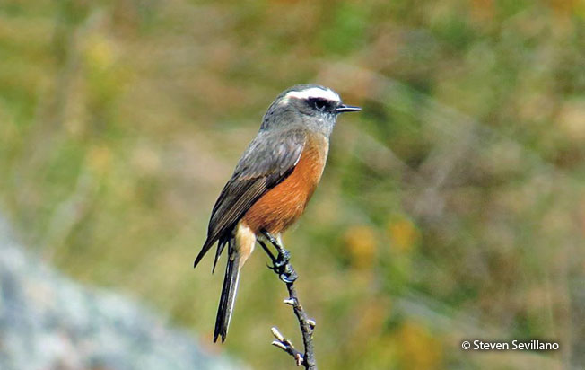 D'orbigny's_Chat-tyrant