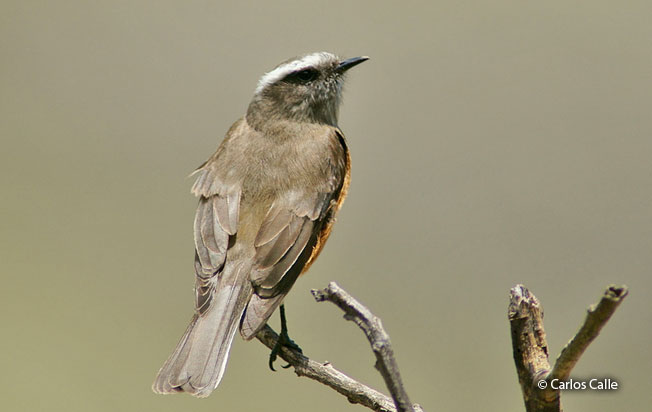 D'orbigny's_Chat-tyrant