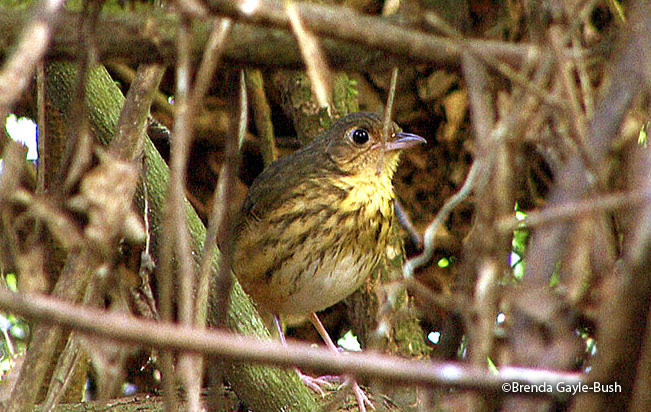 amazonian_antpitta