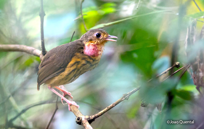 amazonian_antpitta