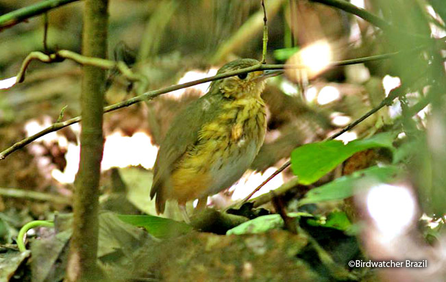 amazonian_antpitta