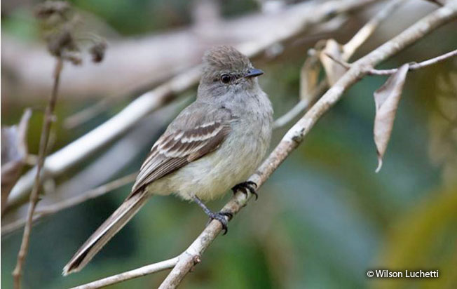 amazonian_scrub_flycatcher