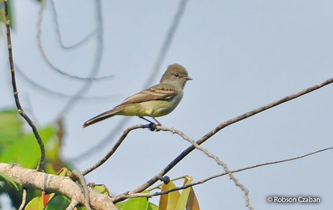 amazonian_scrub_flycatcher