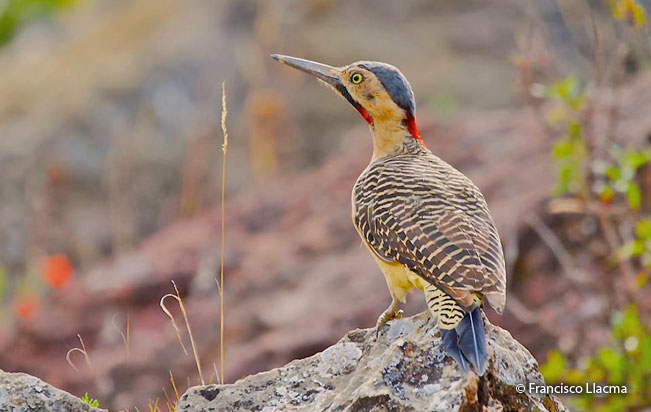 andean_flicker
