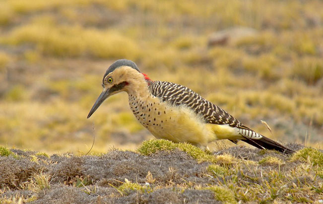 andean_flicker