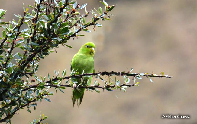 andean_parakeet