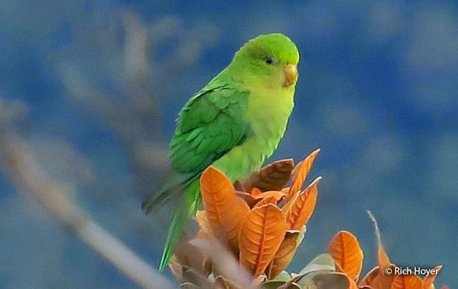 andean_parakeet