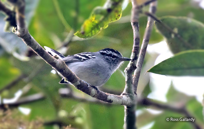 ash-throated_antwren