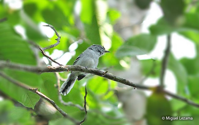 ash-throated_antwren
