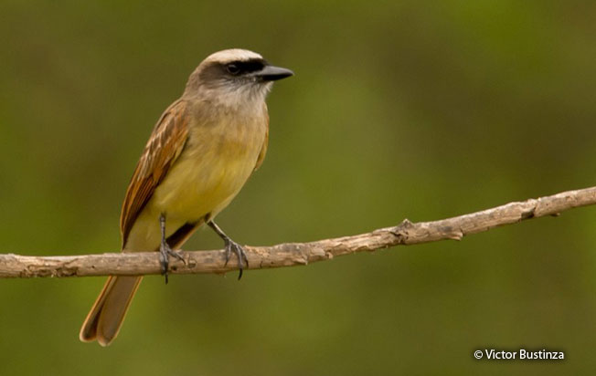 baird's_flycatcher