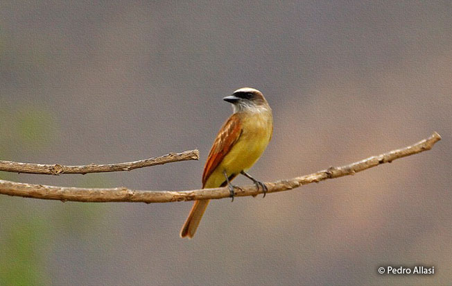 baird's_flycatcher