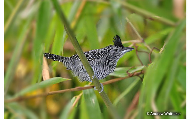 bamboo_antshrike
