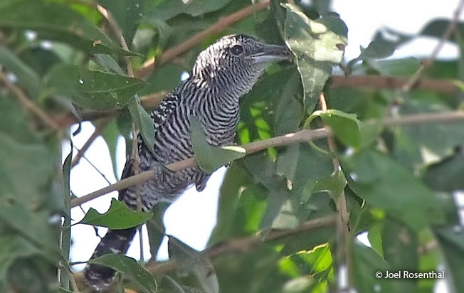bamboo_antshrike