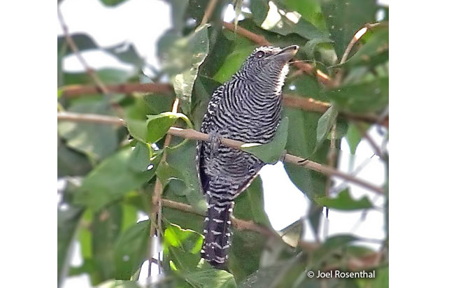 bamboo_antshrike