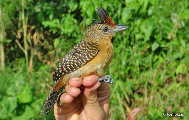 bamboo_antshrike