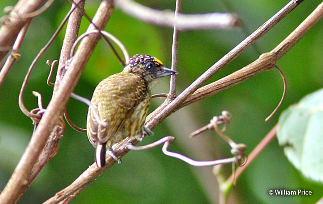 bar-breasted_piculet
